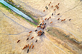 Aerial view of grazing cattle in rural Fairbridge, Western Australia.