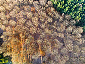 Aerial view of forest with deciduous trees and forest with conifers in autumn, Amerongse Berg, national park Utrechtse Heuvelrug, Utrecht, Netherlands.