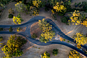 Aerial view of eucalyptus trees landscape at sunset, Pinjarra, Australia.