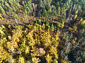 Aerial top view of mixed autumn forest in nature reserve De Pan with conifers, deciduous trees and dead trees, Maarheeze, Noord-Brabant, Netherlands