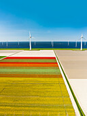 Aerial view of flowering tulip field and wind farm along IJsselmeer dike, Noordoostpolder, Flevoland, Netherlands.