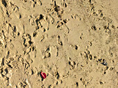 Luftaufnahme von Fußspuren im Sand an einem tropischen Strand.