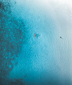 Aerial view of a person swimming in the ocean together with a couple of sharks along the Atoll coastline, Malé Atoll, Maldives.