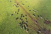 Aerial view of grazing cows in lush green fields, Vila de Sao Sebastiao, Azoren, Portugal.