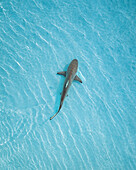Aerial view of a shark freely swimming along the Atoll coastline, Malé Atoll, Maldives.