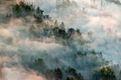 Luftaufnahme eines ruhigen Taigawaldes, der in Nebel und Dunst gehüllt ist, mit üppig grünen Bäumen, Gebiet Swerdlowsk, Russland.
