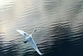 Aerial view of swans gracefully floating over a serene lake with beautiful reflections, Khanty Mansi Autonomous Okrug, Russia.
