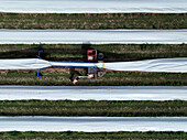 Aerial view of asparagus harvest at Oderbruch, Brandenburg, Germany.