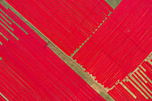 Aerial view of people working with red cloth drying lines at textile factory, Narsingdi, Bangladesh.