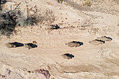 Luftaufnahme des Afrikanischen Elefanten (Loxodonta africana), sogenannter Wüstenelefant, brütende Herde im trockenen Bett des Ugab-Flusses, Luftaufnahme, Drohnenaufnahme, Damaraland, Namibia