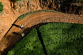 Aerial view of a woman working in a tea field plantation, Nuwara Eliya, Sri Lanka.