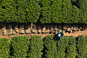 Aerial view of people working in a tea field plantation, Nuwara Eliya, Sri Lanka.