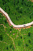 Luftaufnahme einer grünen Teeplantage in Kerala, Waynad, Indien.