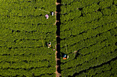 Aerial view of women working on a green tea plantation on hillside near Nuwara Eliya, Sri Lanka.