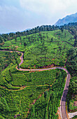 Aerial view of traditional tea plantation in lush green Kerala, Waynad, India.