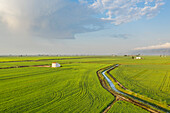 Aerial view of Rice fields (Oryza sativa) and isolated cumulus cloud with downpour. In July. Aerial view. Drone shot. Ebro Delta Nature Reserve, Tarragona province, Catalonia, Spain.