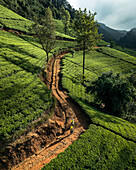 Aerial view of people working in a tea field plantation, Nuwara Eliya, Sri Lanka.