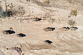 Luftaufnahme des Afrikanischen Elefanten (Loxodonta africana), sogenannter Wüstenelefant, brütende Herde im trockenen Bett des Ugab-Flusses, Luftaufnahme, Drohnenaufnahme, Damaraland, Namibia