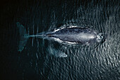 Aerial view of Humpback whale mother and calf in Pacific ocean, Baja California Sur, Mexico.