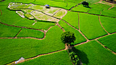 Luftaufnahme eines Reisfeldes, Mok Cham Pae, Mae Hong Son, Thailand.