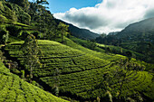 Luftaufnahme einer grünen Teeplantage in einem Bergtal, Nuwara Eliya, Sri Lanka.