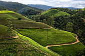 Luftaufnahme von Teeplantagenfeldern in den Hügeln bei Nuwara Eliya, Sri Lanka.