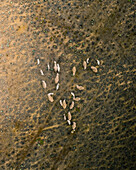 Aerial view of sheep on the field of Republic of Kalmykia, Russia.