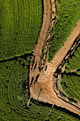 Aerial view of people working in a tea field plantation, Nuwara Eliya, Sri Lanka.