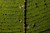 Aerial view of women working on a green tea plantation on hillside near Nuwara Eliya, Sri Lanka.