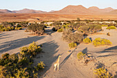 Luftaufnahme der Angolanischen Giraffe (Giraffa giraffa angolensis), im trockenen Bett des Hoarusib-Flusses, Kaokoland, Kunene-Region, Namibia