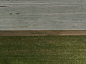 Aerial view of asparagus harvest at Oderbruch, Brandenburg, Germany.