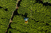 Aerial view of an old woman working in a green tea plantation, Nuwara Eliya, Sri Lanka.