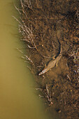 Aerial top down view of mugger crocodile in Mau Ara reservoir, Udawalawe national park, Sri Lanka.