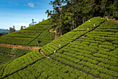 Colombo, Sri Lanka - 01 January 2022: Aerial view of women working on a green tea plantation on hillside near Nuwara Eliya, Sri Lanka.