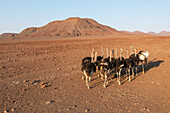 Aerial view of Ostrich (Struthio camelus), at a rocky desert plain at the edge of the Hoarusib river, Kaokoland, Kunene Region, Namibia.