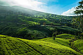 Luftaufnahme einer wunderschönen Teeplantagenlandschaft, Nuwara Eliya, Sri Lanka.
