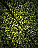 Luftaufnahme eines Kiefernwaldes von oben, Blick aus der Vogelperspektive auf grüne Bäume auf der Insel Pico, Azoren-Archipel, Portugal