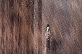 Aerial view of harrow lines on the soil made by working tractor, Kaunas, Lithuania.