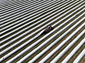 Aerial view of asparagus harvest at Oderbruch, Brandenburg, Germany.