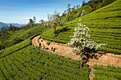 Colombo, Sri Lanka - 01 January 2022: Aerial view of women working on a green tea plantation on hillside near Nuwara Eliya, Sri Lanka.