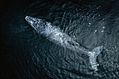 Aerial top down view of baby humpback whale in Pacific ocean near Baja California Sur, Mexico.