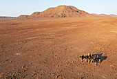 Aerial view of Ostrich (Struthio camelus), at a rocky desert plain at the edge of the Hoarusib river, Kaokoland, Kunene Region, Namibia.
