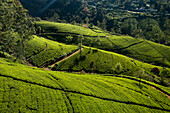 Luftaufnahme von grünen Teeplantagenfeldern in Nuwara Eliya, Sri Lanka.