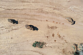 Luftaufnahme des Afrikanischen Elefanten (Loxodonta africana), sogenannter Wüstenelefant, brütende Herde im trockenen Bett des Ugab-Flusses, Luftaufnahme, Drohnenaufnahme, Damaraland, Namibia