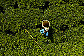 Colombo, Sri Lanka - 11 January 2022: Aerial view of an old woman working in a green tea plantation, Nuwara Eliya, Sri Lanka.
