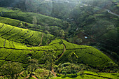 Luftaufnahme von schönen grünen Teeplantagen in einem Bergtal, Nuwara Eliya, Sri Lanka.