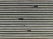 Aerial view of asparagus harvest at Oderbruch, Brandenburg, Germany.