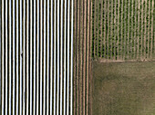 Aerial view of asparagus harvest at Oderbruch, Brandenburg, Germany.