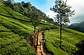 Aerial top down view of three women working in a tea field plantation, Nuwara Eliya, Sri Lanka.