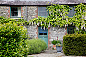 Historic stone cottage overgrown with white blue rain (Wisteria floribunda 'Alba')